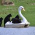 Black bears ride on swan pedalos