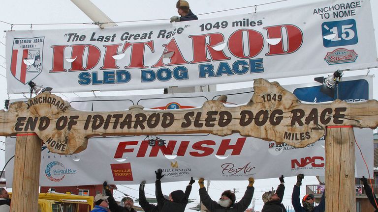 FILE - Volunteers help raise the Iditarod finishers banner at the burled arch finish line in Nome, Alaska, March 16, 2015. Two dogs from separate teams have died while competing in the 2024 Iditarod, and the first deaths during the race across Alaska since 2019 has prompted the call to end the race from an animal rights group. (AP Photo/Mark Thiessen, File)