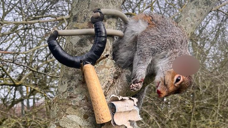 A photo of a squirrel apparently killed by a catapult is shared
