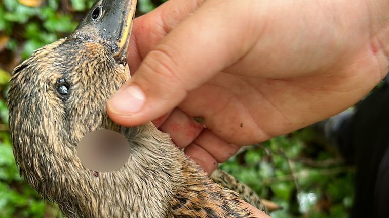 A duck with a catapult wound on its neck