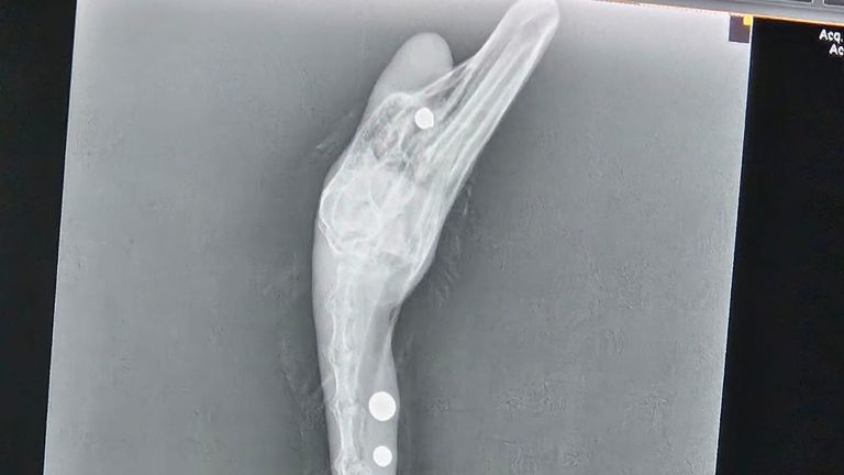 An x-ray image shows ball bearings lodged in a swan. Pic: The Swan Sanctuary