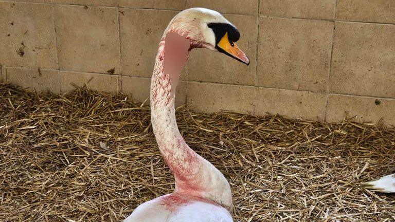A wounded swan was shot by a catapult.Picture: Swan Sanctuary