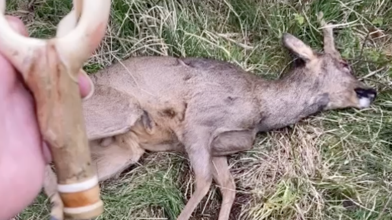 An image of a deer dying from a catapult wound was shared