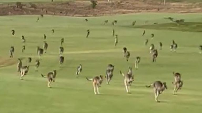 Kangaroos invade Australian golf course