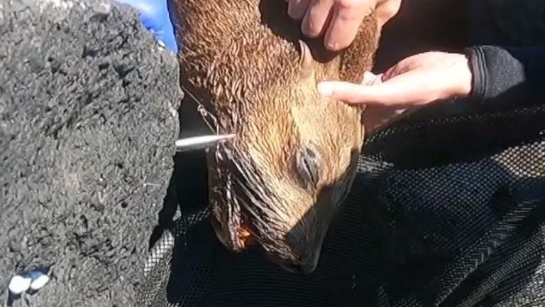 Seal seen by tourists with fish hook stuck in lips 