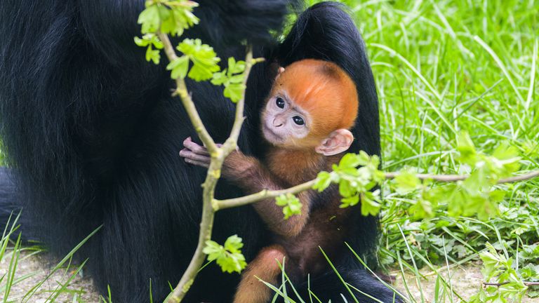 A baby Francois langur, an endangered primate, was born at Leicestershire Zoo and left its keepers in an undated handout photo released by Twycross Zoo "absolutely delighted" By the time the baby arrives. Release date: Saturday, March 30, 2024.