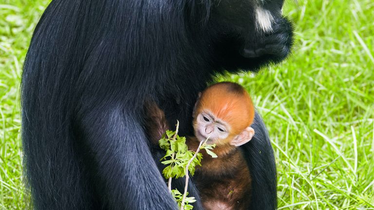 Twycross Zoo has welcomed a baby Francois langur. Pic: PA