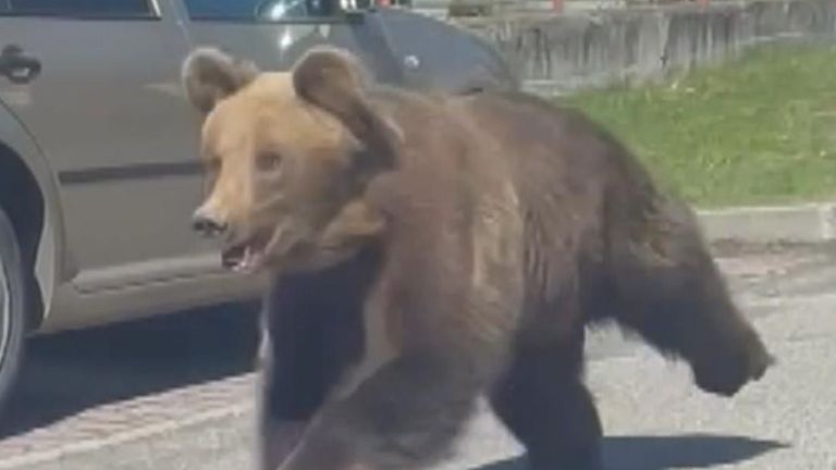 A brown bear is seen running around a Slovakian town