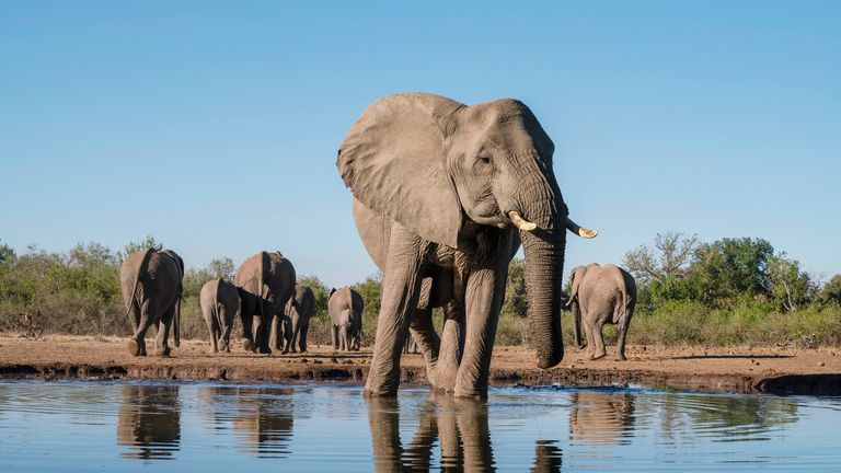 African elephants (Loxodonta africana) drink from a water hole in Mashatu Game Reserve, Botswana. (Sergio Pitamitz/VWPics via AP Photo) Photo: AP