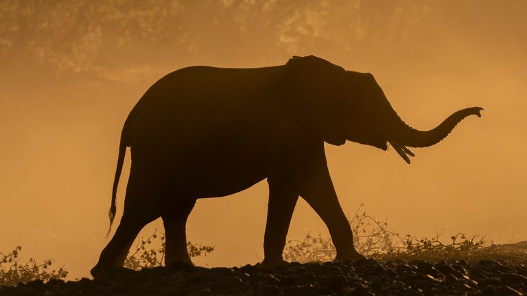 African elephant (Loxodonta africana), Mashatu Game Reserve, Botswana. (Sergio Pitamitz/VWPics via AP Photo) Photo: AP