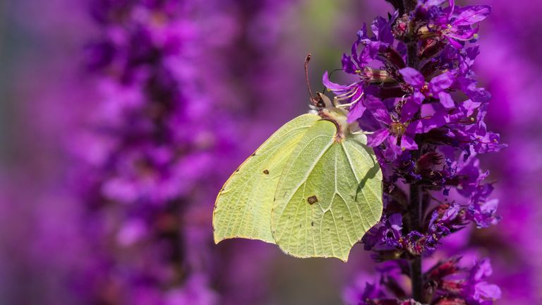 Male Gonepteryx rhamni, commonly known as Sulfur, feeds on the nectar of purple loosestrife.