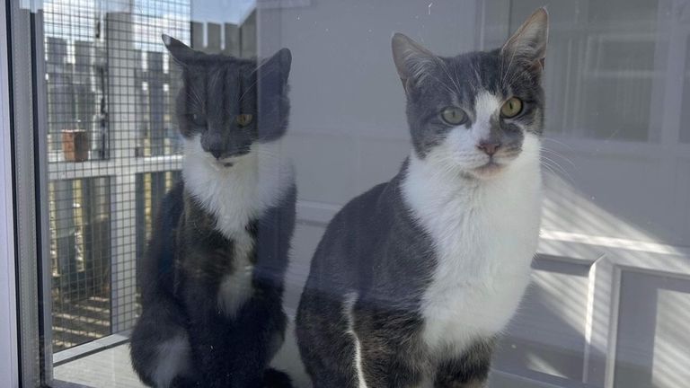 Pic: Western Isles Support for Cats and Kittens (WISCK)
