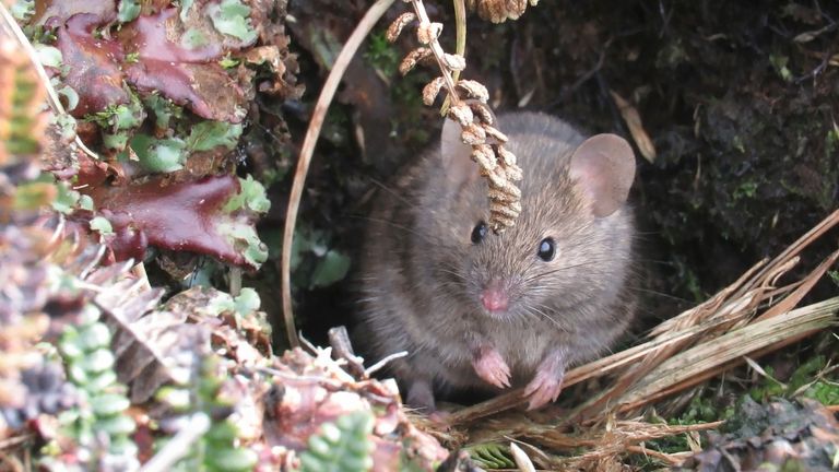 A house mouse on Marion Island. Pic: AP