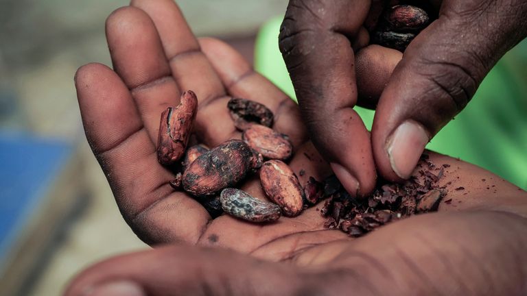 A worker holds sun-dried cocoa beans in Ghana. Pic: Reuters