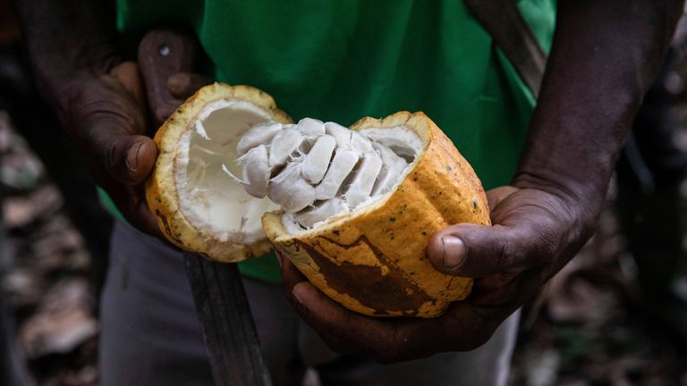 A farmer opens a cocoa pod in the Ivory Coast. Pic: Associated Press