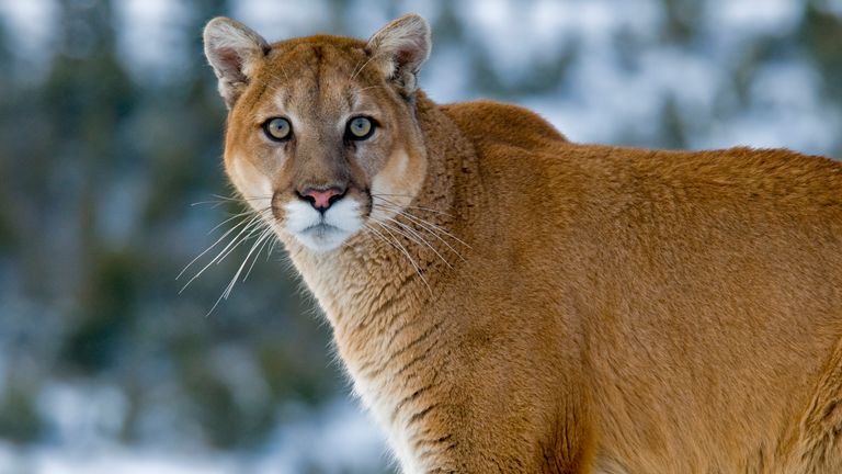 File pic of a mountain lion in Montana. Pic: AP

