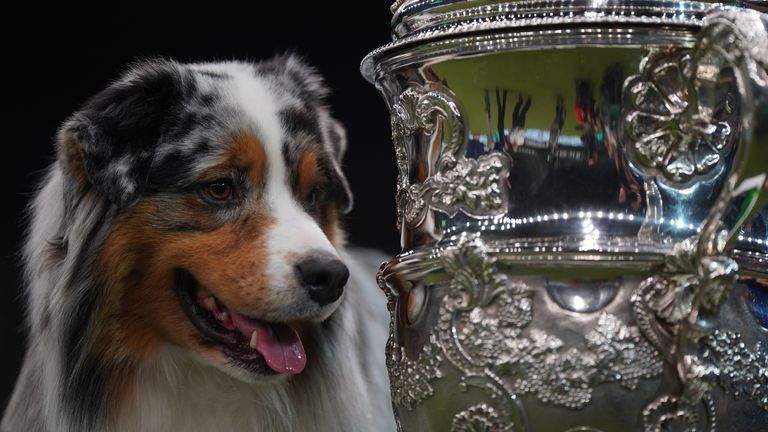 Viking, an Australian Shepherd, won Best in Show at the Crufts Dog Show. Pic: PA