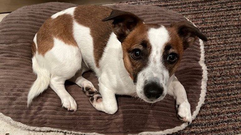 Dog thefts have increased. Pic: family handout/PA
