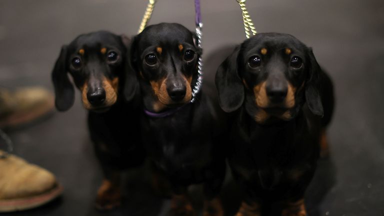 Three Miniature Smooth Haired Dachshunds attend the second day of the Crufts Dog Show in Birmingham, Britain, March 11, 2022. REUTERS/Molly Darlington