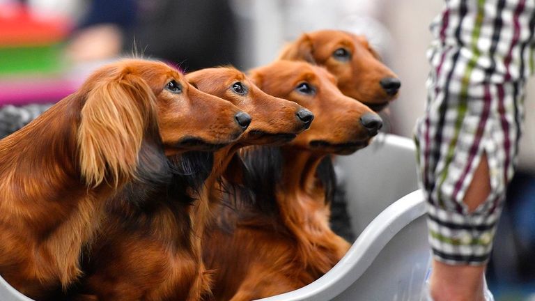 Four sausage dogs wait in a box for their competition at the Dog Show in Dortmund, Germany, on Friday, Oct. 13, 2017. Thousands of dogs will be judged by international jurys at Germany&#39;s biggest show in the Dortmund fair halls until Sunday. (AP Photo/Martin Meissner)
