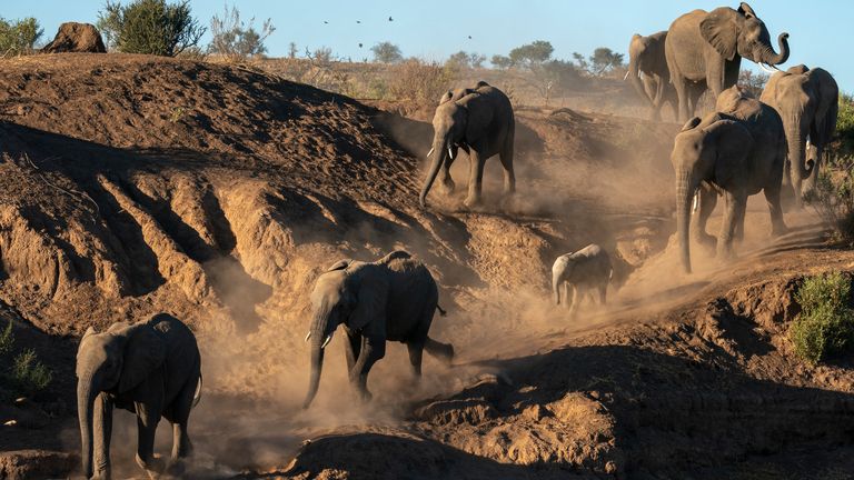 African elephants (Loxodonta africana) line up in Mashatu Game Reserve, Botswana. (Sergio Pitamitz/VWPics via AP Photo) Photo: AP