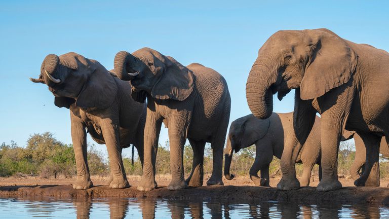 African elephants (Loxodonta africana) drinking at waterhole, Mashatu Game Reserve, Botswana. Pic: AP
Pic: AP