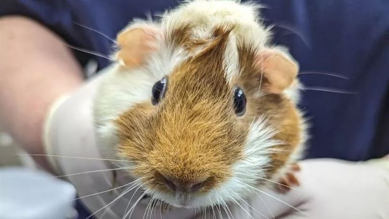 Pic: RSPCA