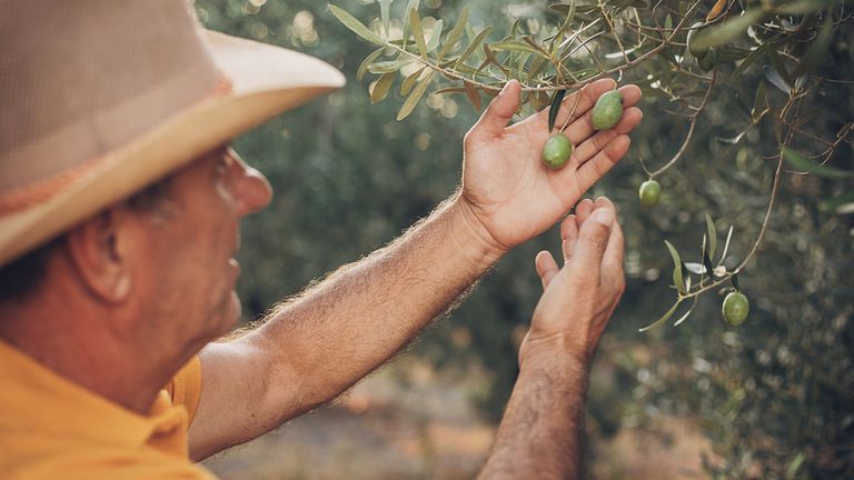 A farmer picks olives from his crop in Greece. Pic: iStock