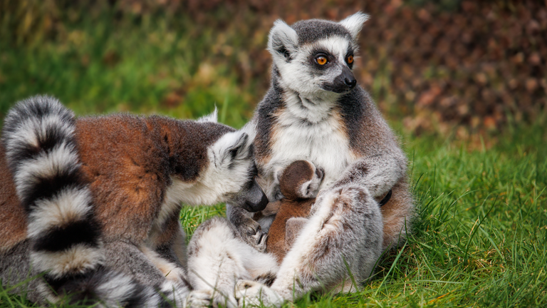 Ring-tailed lemur Primate, others, mammal, ring, cat Like Mammal png |  PNGWing