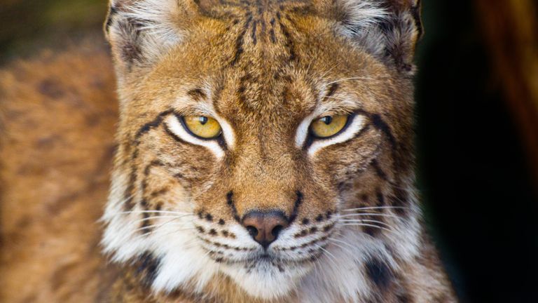 Lynx. Pic: iStock