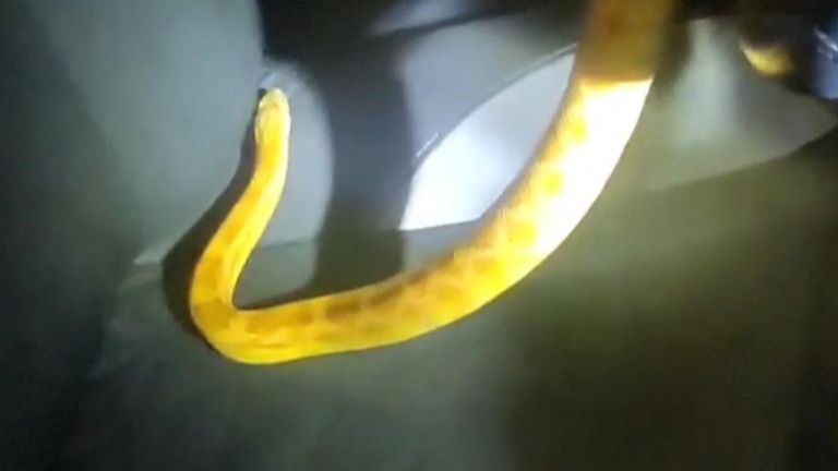 A woman in Madrid has discovered a corn snake in her car.