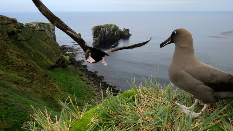 This undated photo shows sooty albatrosses on Marion Island, part of the Port Edwards Islands, a South African territory in the southern Indian Ocean near Antarctica. Mice that were brought by mistake to a remote island near Antarctica 200 years ago are breeding out of control because of climate change, eating seabirds and causing major harm in a special nature reserve with ...unique biodiversity.... Now conservationists are planning a mass extermination using helicopters and hundreds of tons of rodent poison. (Stefan Schoombie via AP)