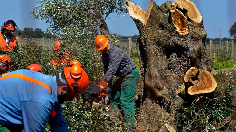 Workers cut down an infected olive tree in Oria, southern Italy. Pic: AP