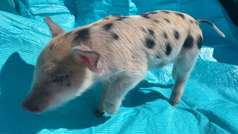 This photo provided by the St. Paul Saints shows a pig named Ozempig on Thursday, March 28, at a farm in Wisconsin. Some people have criticized the Minnesota team&#39;s decision to name the pig after the weight loss drug Ozempic, saying the play on words belittles people who are overweight.  (St. Paul Saints Baseball  via AP)