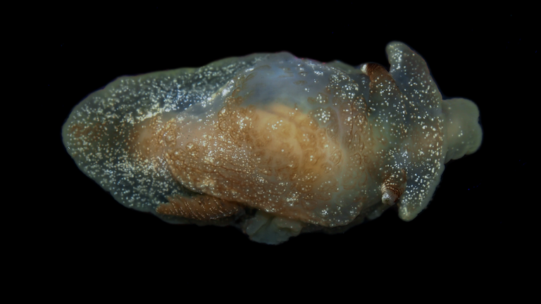 New Species Of Sea Creature Discovered By Scientists In UK Waters | UK ...