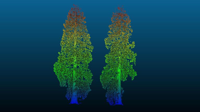 EMBARGOED TO 0001 WEDNESDAY MARCH 13 Undated handout photo issued by Royal Botanic Gardens of a 3D laser scan of two giant sequoias. Research to "weigh" giant sequoia trees growing in the British landscape has revealed the North American natives are well adapted to the UK. Issue date: Wednesday March 13, 2024.

