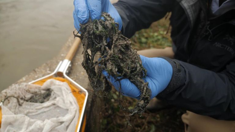 Sewage fungus fished out of the River Test in Hampshire.