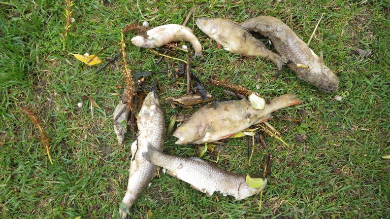 Undated handout photo issued by the Environment Agency of dead fish, caused after raw sewage was dumped into the River Great Ouse at Brackley in Northamptonshire. A water company has been fined more than half a million pounds after it failed to stop raw sewage being discharged into a river for 23 hours killing 5,000 fish, the Environment Agency said. Anglian Water pleaded guilty to a breach of permit and was ordered to pay a fine of £510,000, costs of £50,000 and a victim surcharge of £170 at Pe