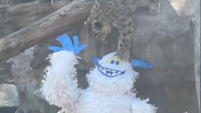 US: Snow leopards wary of Yeti intruder to Cincinnati Zoo enclosure, US  News