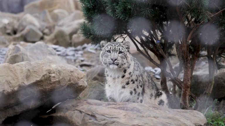 Snow leopards at Chester Zoo