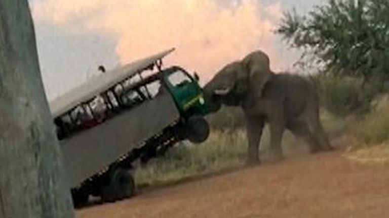 Moment elephant lifts and drops tourist truck at safari