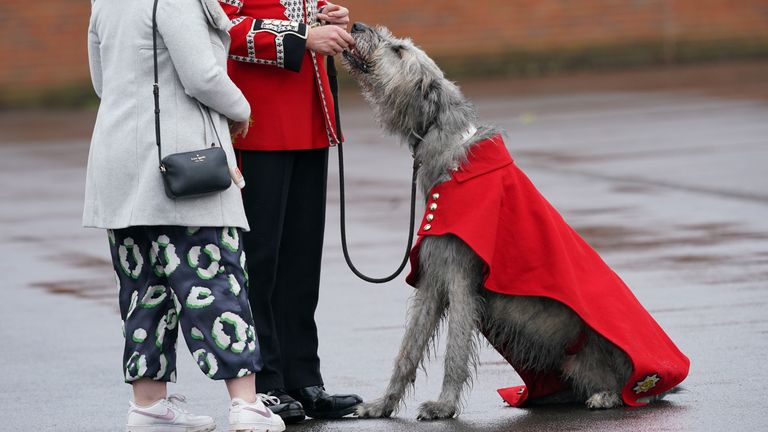 Irish Guards mascot Seamus, a 3-year-old Irish Wolfhound, is entertained by his handler, drummer Ashley Dean, at Aldershot Mons Barracks after the St. Patrick's Day Parade. Image date: Sunday, March 17, 2024.