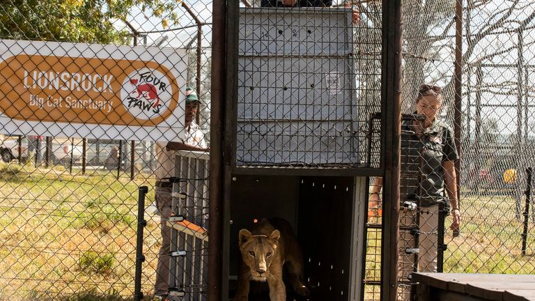 Arrival and release of Sudan Lions to LIONSROCK Big Cat Sanctuary. Pic: Four Paws/Hristo Vladev
