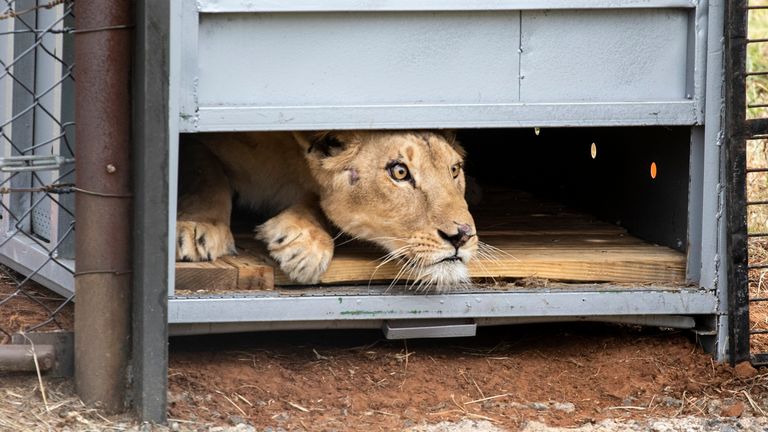 Arrival and release of Sudan Lions to LIONSROCK Big Cat Sanctuary. Pic: Four Paws/Hristo Vladev
