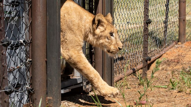 Arrival and release of Sudan Lions to LIONSROCK Big Cat Sanctuary.  Pic: Four Paws/Hristo Vladev
