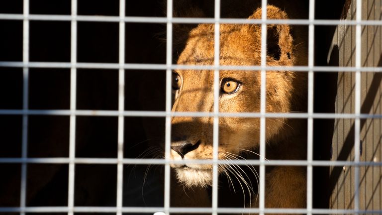Arrival of lions evacuated from Sudan Animal Rescue to Johannesburg cargo area, destination LIONSROCK Big Cat Sanctuary. Pic: Four Paws/Hristo Vladev