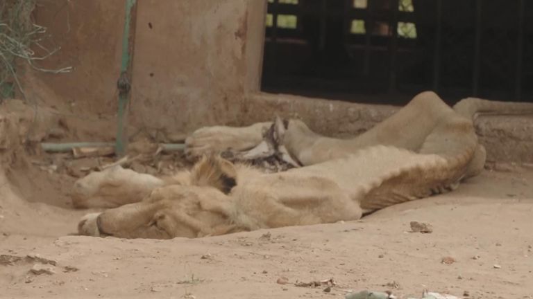 The emaciated lion starved as its carers were forced to flee amid war