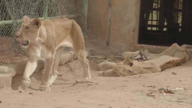 The SAR has tried to rescue a number of captive animals from war-torn Sudan