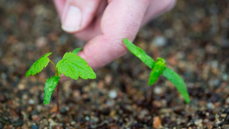 Staff have been carefully nurturing the seedlings. Pic: National Trust/James Dobson