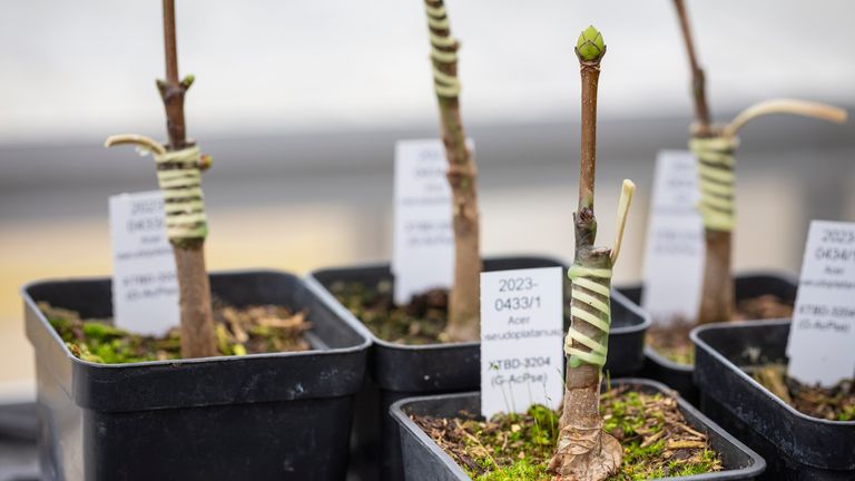 Conservationists used grafting techniques to cultivate new plants from the Sycamore Gap tree. Pic: National Trust/James Dobson